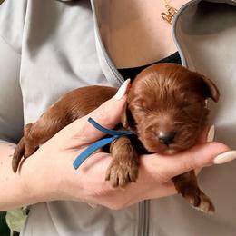 Squirt - Red male Cockapoo puppy in Denver, Pennsylvania from Greenview Puppies