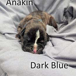 Anakin - Dark Blue - Brindle male Boxer puppy in Sherrill, Iowa from Balltown Boxers