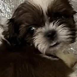 Elsom - Red and white male Shih Tzu puppy in Corpus Christi, Texas from Pam Crump Shih Tzu