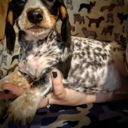 Dachshund and Poodle Puppies from Norman's Mini doxies