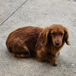 Lady - Dachshund