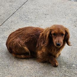 Lady - Dachshund