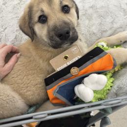 Anatolian Shepherd Dog Puppies from Mcginnis Guardian Dogs