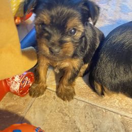 Yorkshire Terrier Puppies from Cutest AKC Arizona Yorkies
