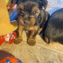 Yorkshire Terrier Puppies from Cutest AKC Arizona Yorkies