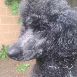 Pandora - Poodle