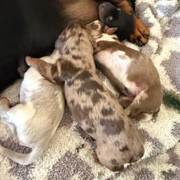 Charollette - Dapple female Dachshund puppy in El Cajon, California from Lisa Buxton