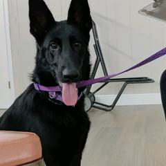 Ivy Rose - German Shepherd