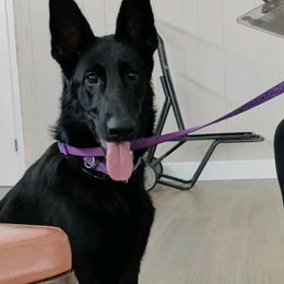 Ivy Rose - German Shepherd