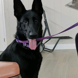 Ivy Rose - German Shepherd