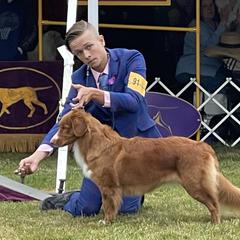 Mastiffs and Nova Scotia Duck Tolling Retrievers from Coopers Mastiffs & Duck Tollers