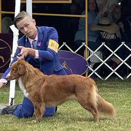 Mastiffs and Nova Scotia Duck Tolling Retrievers from Coopers Mastiffs & Duck Tollers