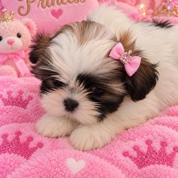 Princess - Gold and white female Shih Tzu puppy in Suwanee County, Florida from Everlasting Shih Tzu