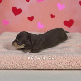 Coco - Chocolate and cream female Dachshund puppy in Oklahoma City, Oklahoma from OkieDoxieland Dachshunds