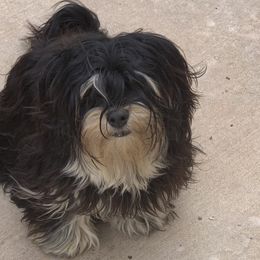 Lowry - Havanese