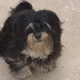 Lowry - Havanese