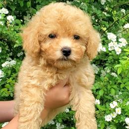 General- Toy-Mini Poodle - Apricot male Poodle puppy in Falcon, Missouri from Cedar House Heritage Poodles | AKC Toy & Miniature Poodle Puppies Raised in Home