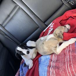 Whippet Puppies from Tigger’s Whippets