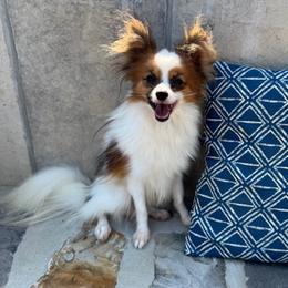 Jaxon - Papillon