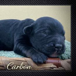 Carbon - Phantom male Goldendoodle puppy in Hendersonville, North Carolina from Kim's Cove Dog Co.
