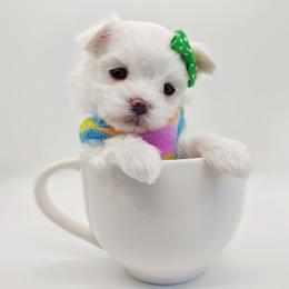 Korean Snowball - White male Maltese puppy in Barren Springs, Virginia from Seeking Shalom Acres Maltese, Maltipoos & Havamalts