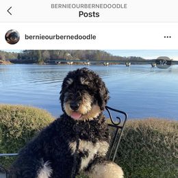 Bernedoodle and Goldendoodle All Grown Up from Jefferson Doodles