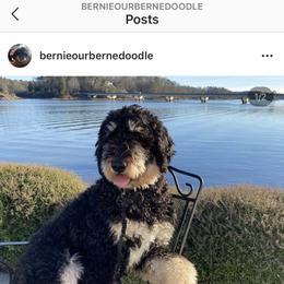 Bernedoodle and Goldendoodle All Grown Up from Jefferson Doodles