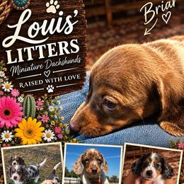 Briar - Dapple male Dachshund puppy in Tarrant County, Texas from Louis' Litters