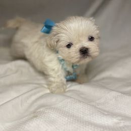 Boy 2 - male Shih Tzu puppy in Riverside, California from Be Dazzled Shihtzu