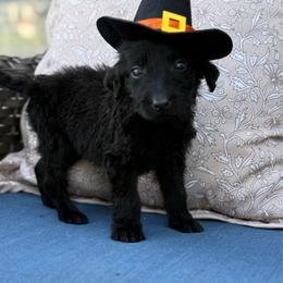 Maisy - Black female Labradoodle puppy in Georgetown, South Carolina from Muddy Bay Kennels