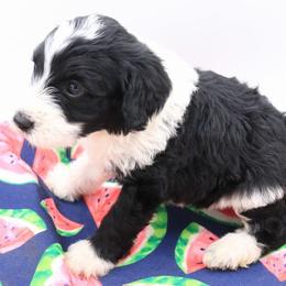 Gray - Black and white male Bernedoodle puppy in Lexington Park, Maryland from SUNNY SIDE DOODLES