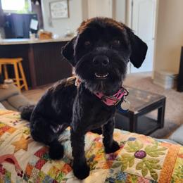 Indie - Cavapoo