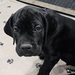 Blue Collar Boy - AKC and ICCF - VxH - Black male Cane Corso puppy in Gorman, Texas from McOmber Country Kennels
