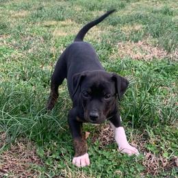 Girl 4 - Black female Catahoula Leopard Dog puppy in Gadsden, Alabama from Rich Cat’s