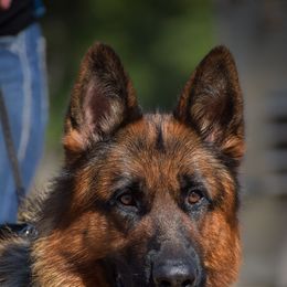 German Shepherd Puppies from Von Falkenberg German Shepherds, LLC