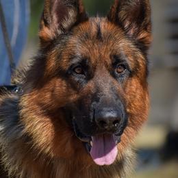 German Shepherd Puppies from Von Falkenberg German Shepherds, LLC