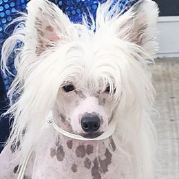 Chinese Cresteds and Dalmatians from Rock'N'Spark Dalmatians