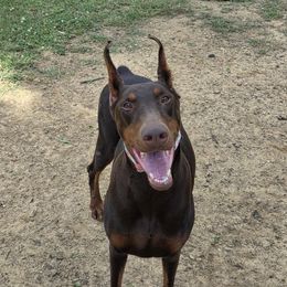 Desi - Red and rust female Doberman Pinscher puppy in Lake City, Florida from Providence Kennels
