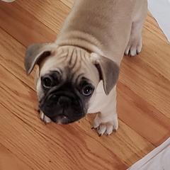 French Bulldog Puppies from Proud French Bulldogs