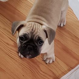 French Bulldog Puppies from Proud French Bulldogs