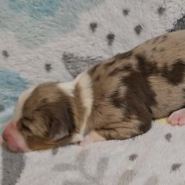 Australian Shepherd Puppies from Nicole Brinton