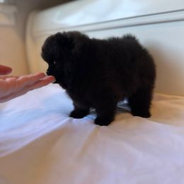 Twighlight - Black male Pomeranian puppy in Sacramento, California from Carousel Poodles & Pomeranians