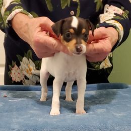 Toy Fox Terriers from SouthSierra Toy Fox Terriers