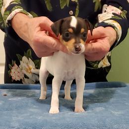 Toy Fox Terriers from SouthSierra Toy Fox Terriers