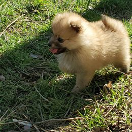 Companion Cross, Papillon, and Pomeranian Puppies from Lovely Ladies and Little Asses Miniature Equines (L3A Pomeranians & Papillons)