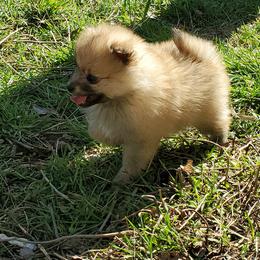 Companion Cross, Papillon, and Pomeranian Puppies from Lovely Ladies and Little Asses Miniature Equines (L3A Pomeranians & Papillons)