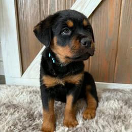 Luna - Black and tan female Rottweiler puppy in Newfoundland, Pennsylvania from Poconopaws