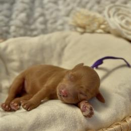 Sugar Baby - Red female Cavapoo puppy in Arlington, Texas from Van Haselen Poodles and Doodles