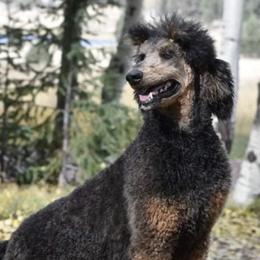 Poodles from TaylorMade Standard Poodles