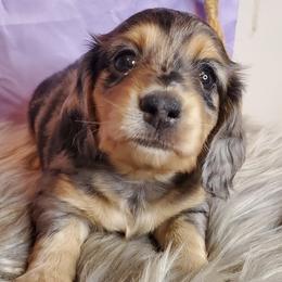 Dachshund puppies from Ming's Mongols